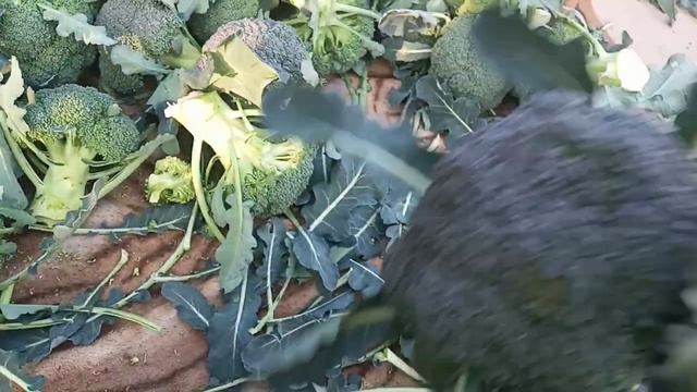 КАПУСТА БРОККОЛИ НА РЫНКУ 45 ГРН СДАЛ смотреть онлайн