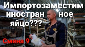 Импортозамещение. Российский бройлер Смена 9 взвешивание в 40 дней.