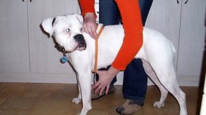 Одежда для собак! Как снимать мерки с собаки! Попона для собак! Выкройка попоны!