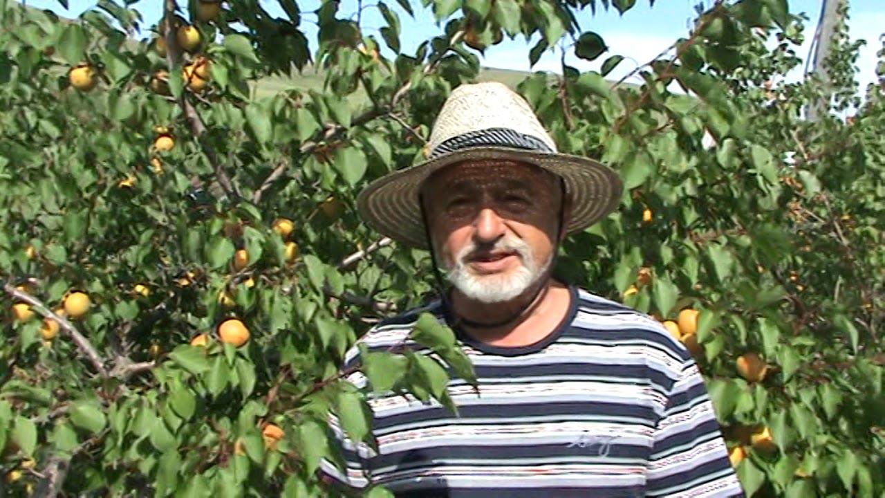 абрикос Серафим