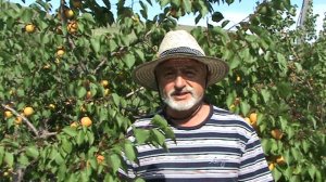 абрикос Серафим