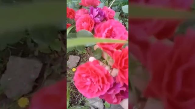 Почвопокровная роза «Les Quatre Saisons” или «Четыре сезона». Роза «Mercury 2000”. смотреть онлайн