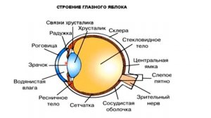 Зрительный анализатор