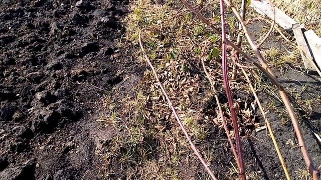 Открытие ежевики после зимовки в Поволжье. Сорт Вождь Джозеф часть 1 смотреть онлайн