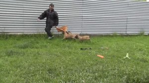 Питомник малинуа "Malinki-k9", Екатеринбург. www.2017102.ru