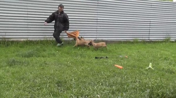 Питомник малинуа "Malinki-k9", Екатеринбург. www.2017102.ru