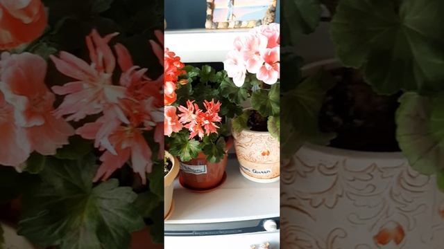 Пеларгонии-рыжики смотреть онлайн