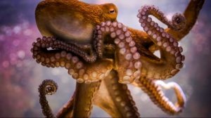 ПОДВОДНЫЙ МИР. ОСЬМИНОГИ. ФАКТЫ ДЛЯ ДЕТЕЙ