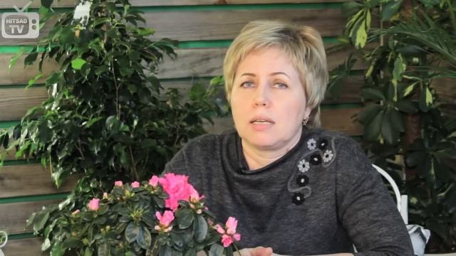 Азалия в домашних условиях ? Советы по уходу за азалией ?  комнатные растения с Хитсад ТВ