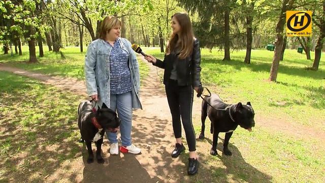 Потомки боевых собак Древнего Рима: узнаем о породе кане-корсо смотреть онлайн