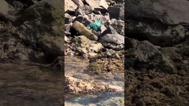 Шри-Ланка море в феврале Хиккадува и морские ежи смотреть онлайн