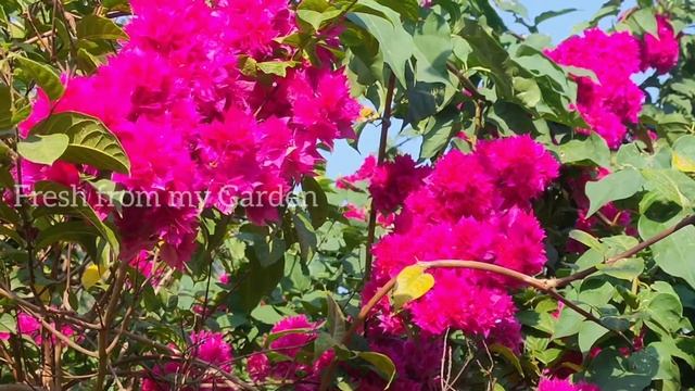 Bougainvillea - How to grow this evergreen tropical flowering plant смотреть онлайн