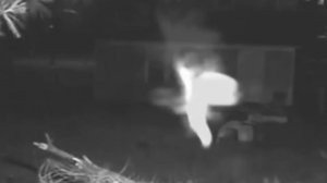 5 видео фактов существования фей в реальной жизни