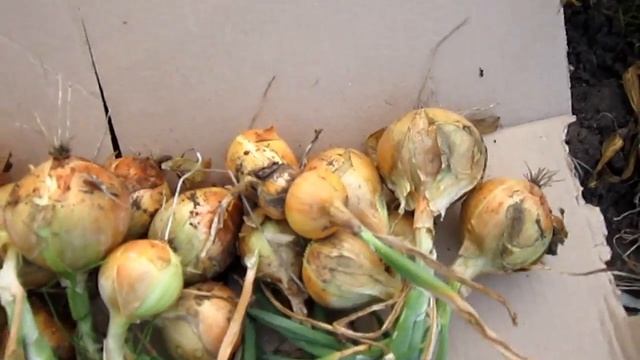 Уборка озимого ЛУКА/ Каков урожай 2018г ? смотреть онлайн