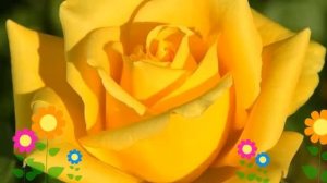 Роза чайно-гибридная Мохана (Mohana). Краткий обзор, описание характеристик, где купить саженцы