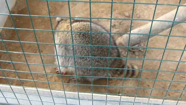 Парк-отель Галерея мини-ферма (еноты,кролики,козлик) смотреть онлайн