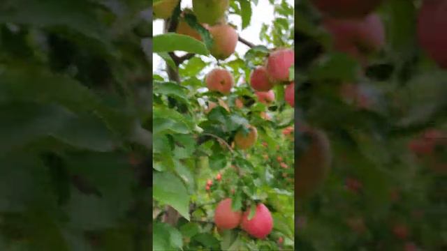 пинова 21.09.2021 смотреть онлайн
