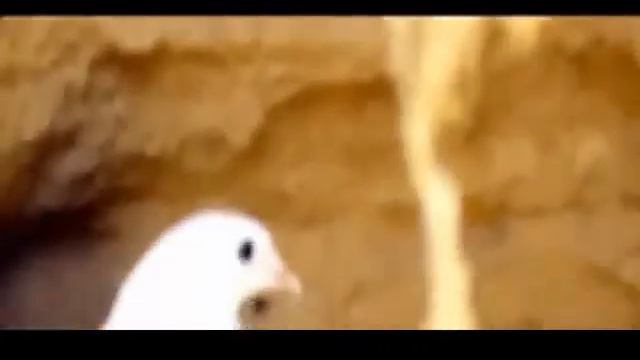 Исроил Файзиддинов 