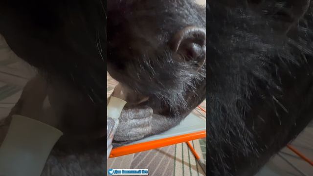 МОЩНАЯ БОРЬБА С ВИРУСОМ! Лечу шимпанзе с помощью ингаляции смотреть онлайн