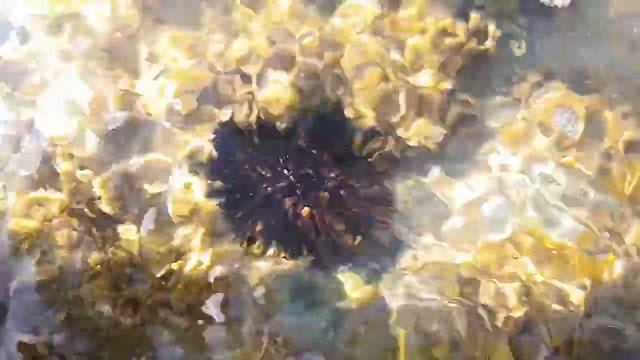 ПРЕЗЕНТАЦИЯ НА ТЕМУ: "как я провёл лето". смотреть онлайн