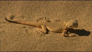 Россия от края до края. Кавказ