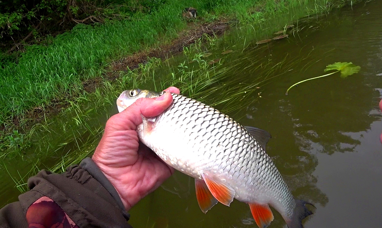 ЭТА РЫБА ТОПИТ УДОЧКУ. МОЩНЫЕ ПОКЛЁВКИ на мормышку. Рыбалка на ОКЕ в конце мая. смотреть онлайн