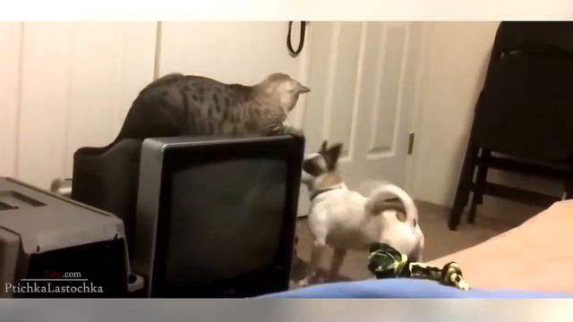 Perros contra gatos ¿Pensabas que los perros ganarían? смотреть онлайн