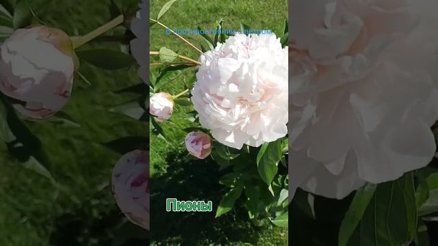 Бледнорозовые пионы. смотреть онлайн
