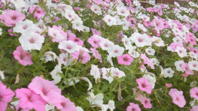 Southern Gardening APPROVED