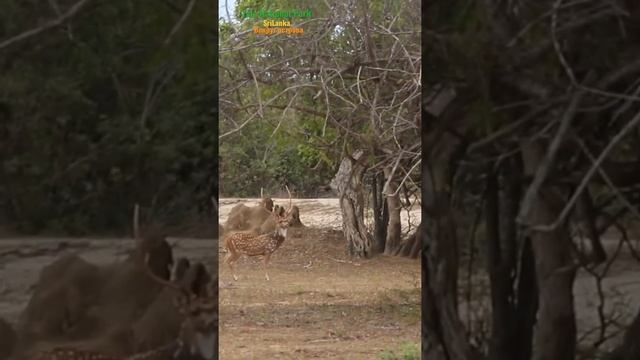 Яла парк #safari #short #Yala смотреть онлайн