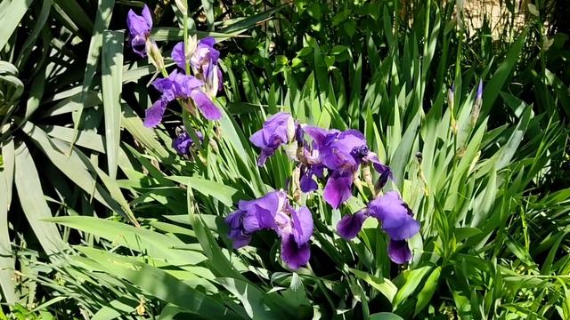 Рай Цветов Севастополь. смотреть онлайн