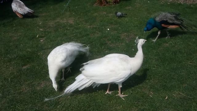 В царстве белых павлинов./ In the kingdom of white peacocks. смотреть онлайн