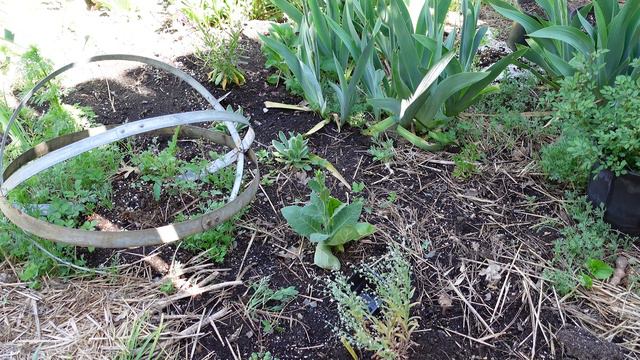 Secret Cottage Garden Tour May 15, Iris Are Starting!