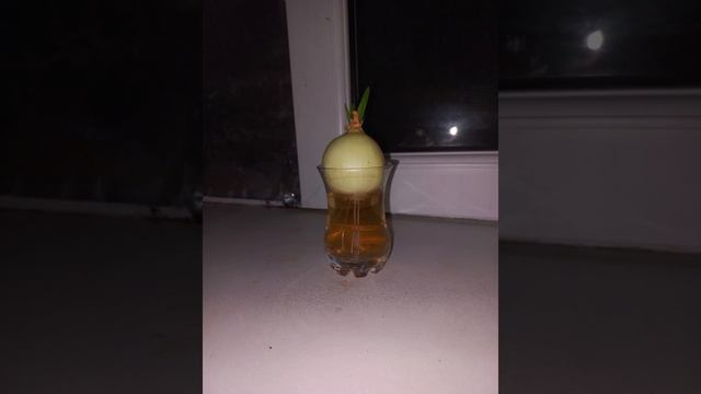 как мой лук вырас за месяц! смотреть онлайн