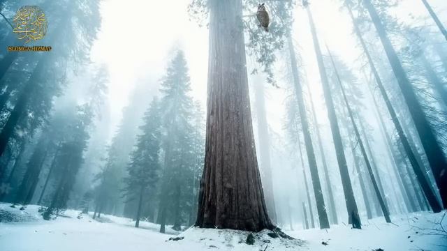 Абдуллох Домла • Сахобалар Кабри Очилган Кун || Abdulloh Domla Sahobalar Hayoti Ilmnuri