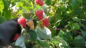 Полонез-поздний ремонтантный сорт малины с огромной сладкой ягодой