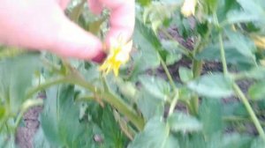 Солнечная вспышка. Томат.