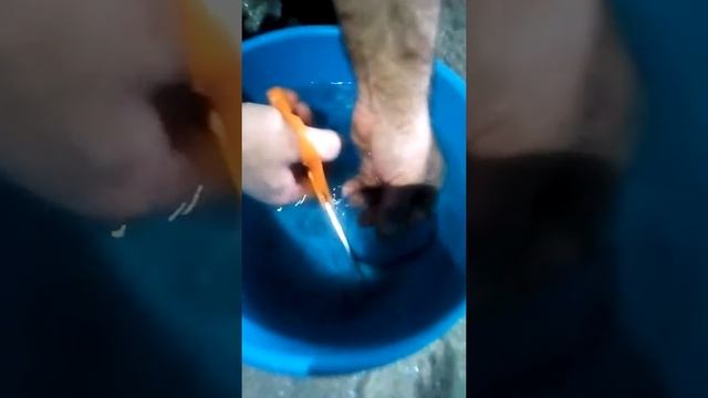 Резка стекла обычными ножницами. смотреть онлайн