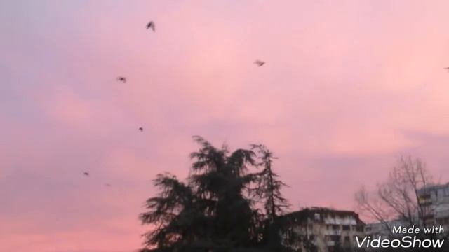 Konjarnik, Belgrade ... 06,50am смотреть онлайн