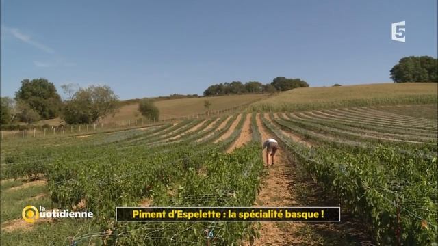 Piment D'Espelette : La Spécialité Basque !