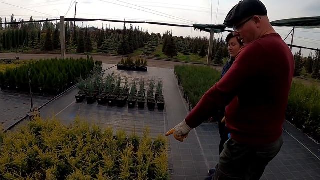 Спасский питомник. Цены на посадочный материал . смотреть онлайн