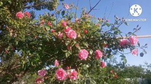 Роза Камелот ??? Обзор.