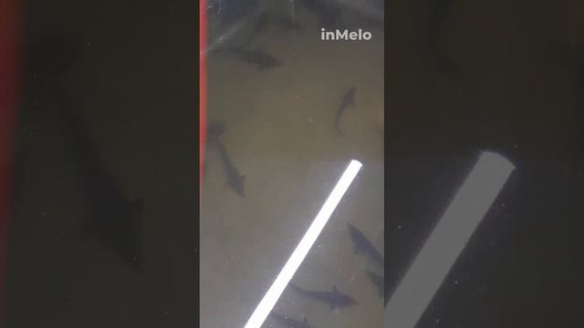 Выращивание осетра