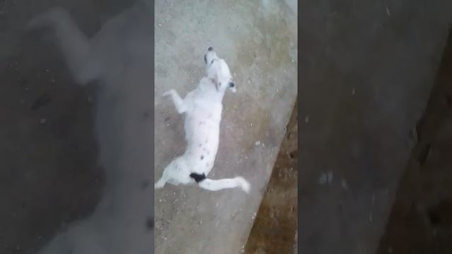 команда собак брысь !!! смотреть онлайн