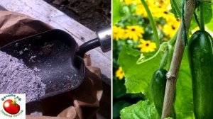 Подкормка огурцов народными средствам