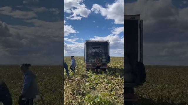 Тыква кормовая сорт волжская серая смотреть онлайн