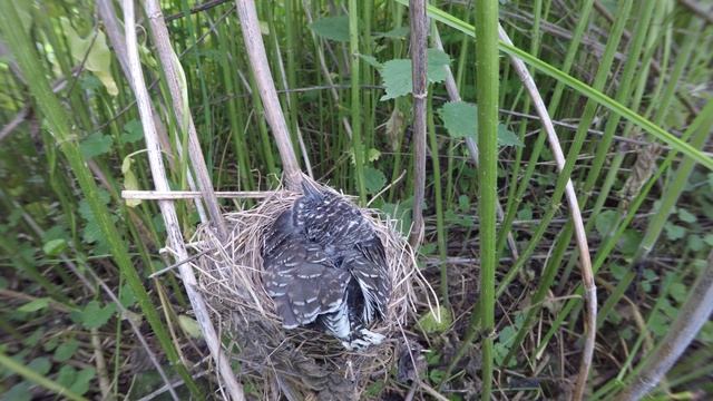 Кукушонок в гнезде 170621 3 болотной камышовки 24 июня 1 GP5+44k 6