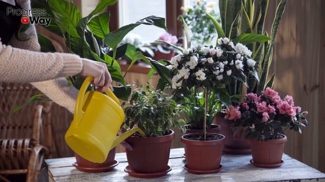 Денежное Дерево Всегда Зацветает У Меня От Этих Домашних Подкормок! Рассказываю Что И Как! смотреть онлайн