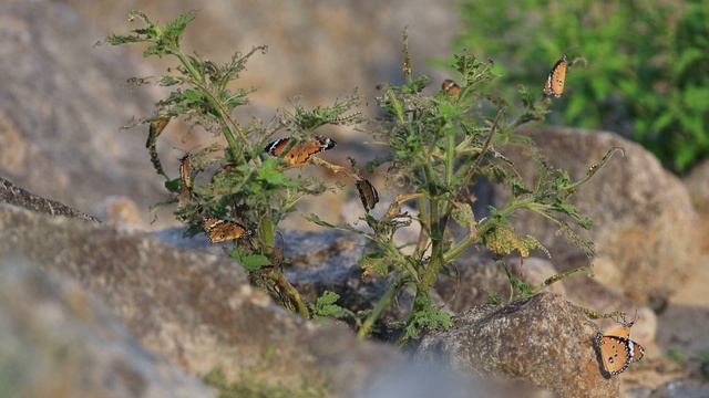 Plain Tiger butterflies (Danaus chrysippus) on Heliotropium plants смотреть онлайн