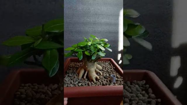 адениум 2 смотреть онлайн